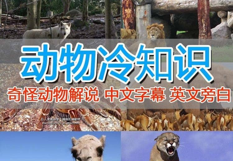 外面卖1699的国外纪录片解说（动物解说、美食、动画片）稳过中视频-廉价云资源网